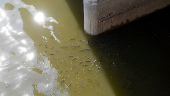 Asi nehrinde balık ölümleri