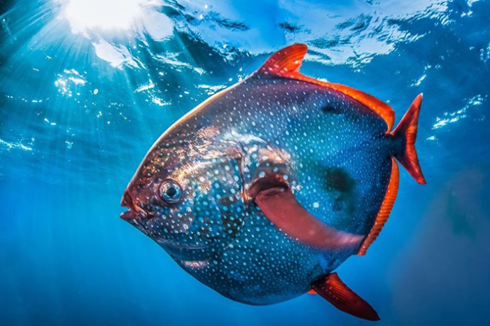 Bilinen tek sıcakkanlı balık olan Opah balığı, ABD’de karaya vurdu