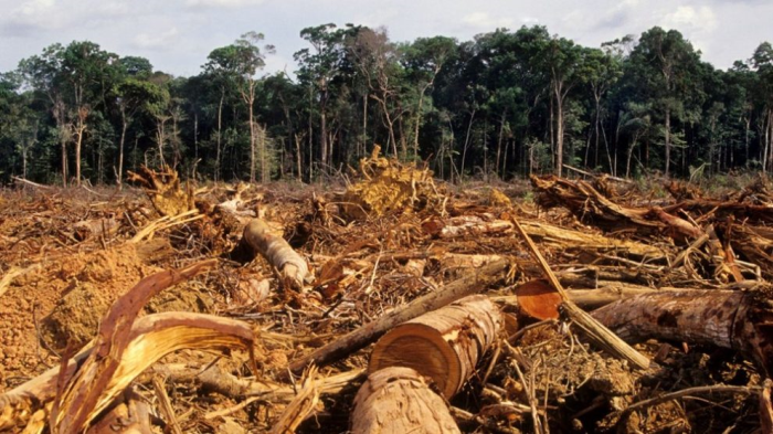 Brezilya’nın Amazon Bölgesindeki Ormansızlaşma Arttı