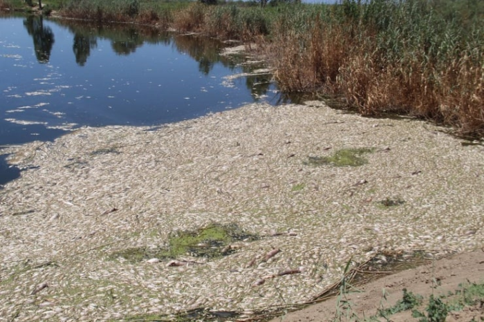 Menderes nehrinde ve Küçükçekmece gölünde kirlenme ve balık ölümleri