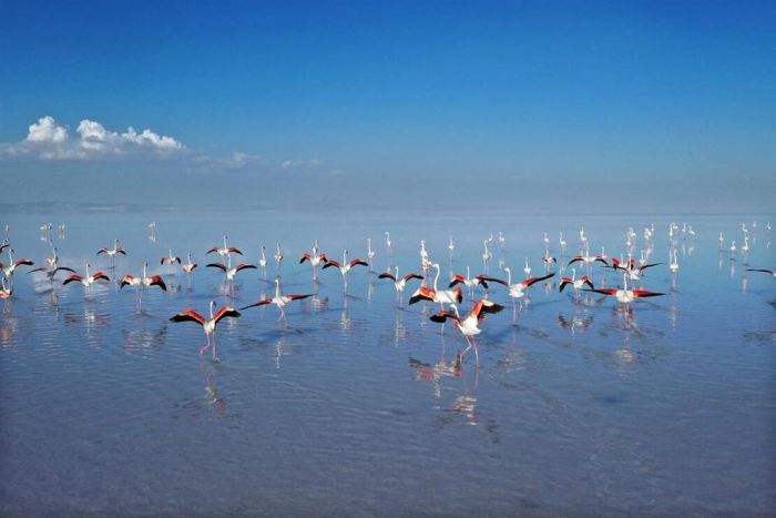 Tuz gölünde binlerce flamingo yavrusu öldü