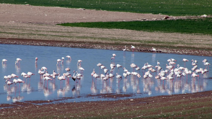 Tuz Gölü’ndeki kuraklık flamingoları göçe zorluyor