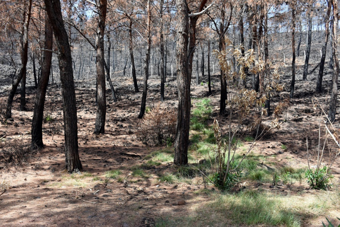 Yangın sonrası Marmaris'te doğa, yeniden canlanıyor