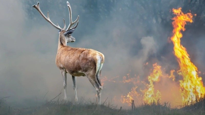 Yangınlar Sadece Ormanlara Değil, Yaban Hayata da Zarar Veriyor