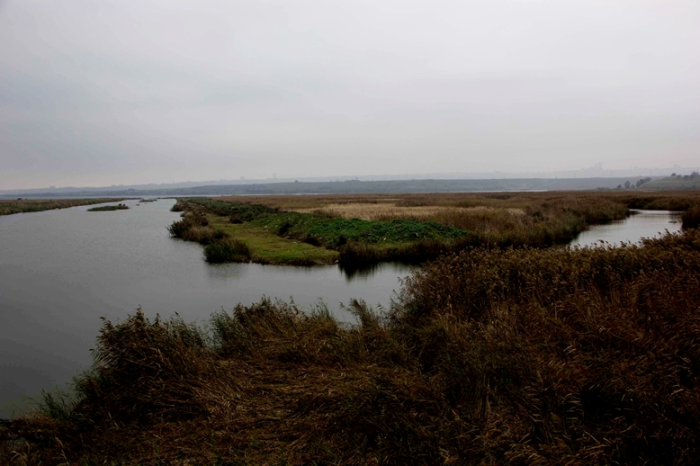  Muş Meşe Derneği soruyor, su mu, altın mı?