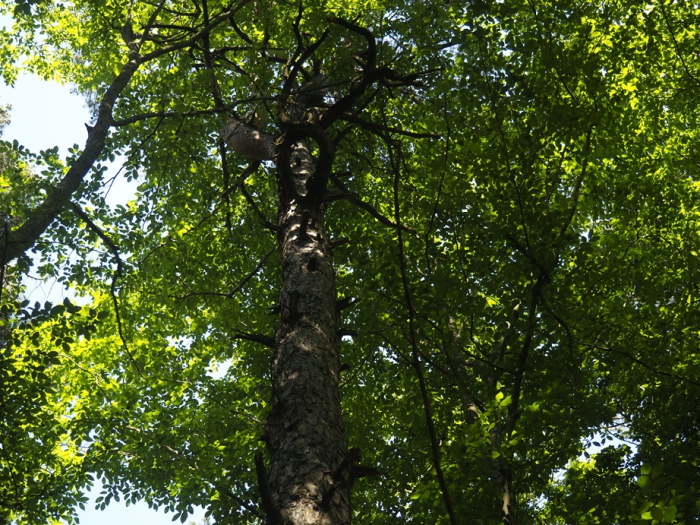 11 ilde bazı alanlar orman sınırları dışına çıkarıldı