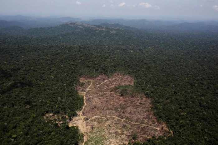 Amazon’daki Ormansızlaşma ilk Çeyrekte Rekor kırdı