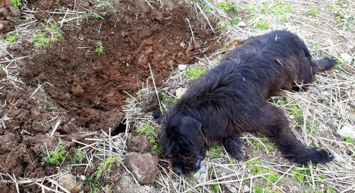 Çanakkale'de köpeklerin zehirlenme vakalarına bir yenisi eklendi