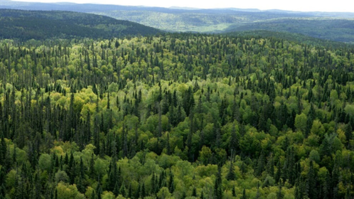 Dört Kentte Bazı Alanlar Orman Sınırları Dışına Çıkarıldı