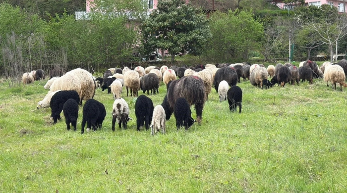Karadeniz’de asırlık gelenek yayla göçü başladı