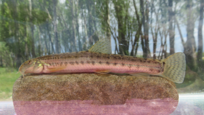 Türkiye'de tatlı su balıkları tehlike altında